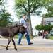 A donkey marches down Ann Arbor Street during the Dexter Daze Parade Saturday, August, 10.
Courtney Sacco I AnnArbor.com   