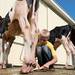 Gage VanRiper washes his feeder calf at the Chelsea Community Fair Wednesday, August 21. 
Courtney Sacco I AnnArbor.com 