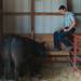 Ethan Young sits with his beef cow at the Chelsea Community Fair Wednesday, August 21. 
Courtney Sacco I AnnArbor.com 