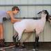 Savannah Burchett washes her sheep at the Chelsea Community Fair Wednesday, August 21. 
Courtney Sacco I AnnArbor.com 