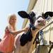 Jada VanRiper age 6, washes her five month old calf, Freddy, at the Chelsea Community Fair Wednesday, August 21. 
Courtney Sacco I AnnArbor.com 