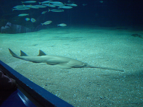 Swordfish sword, allegedly amputated